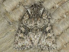 Lacinipolia cuneata
