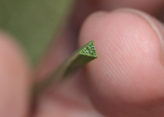 Schoenoplectus americanus