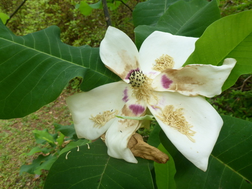 Magnolia macrophylla var. ashei image