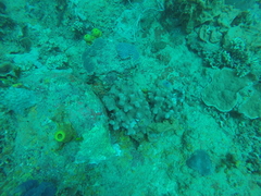 Porites porites