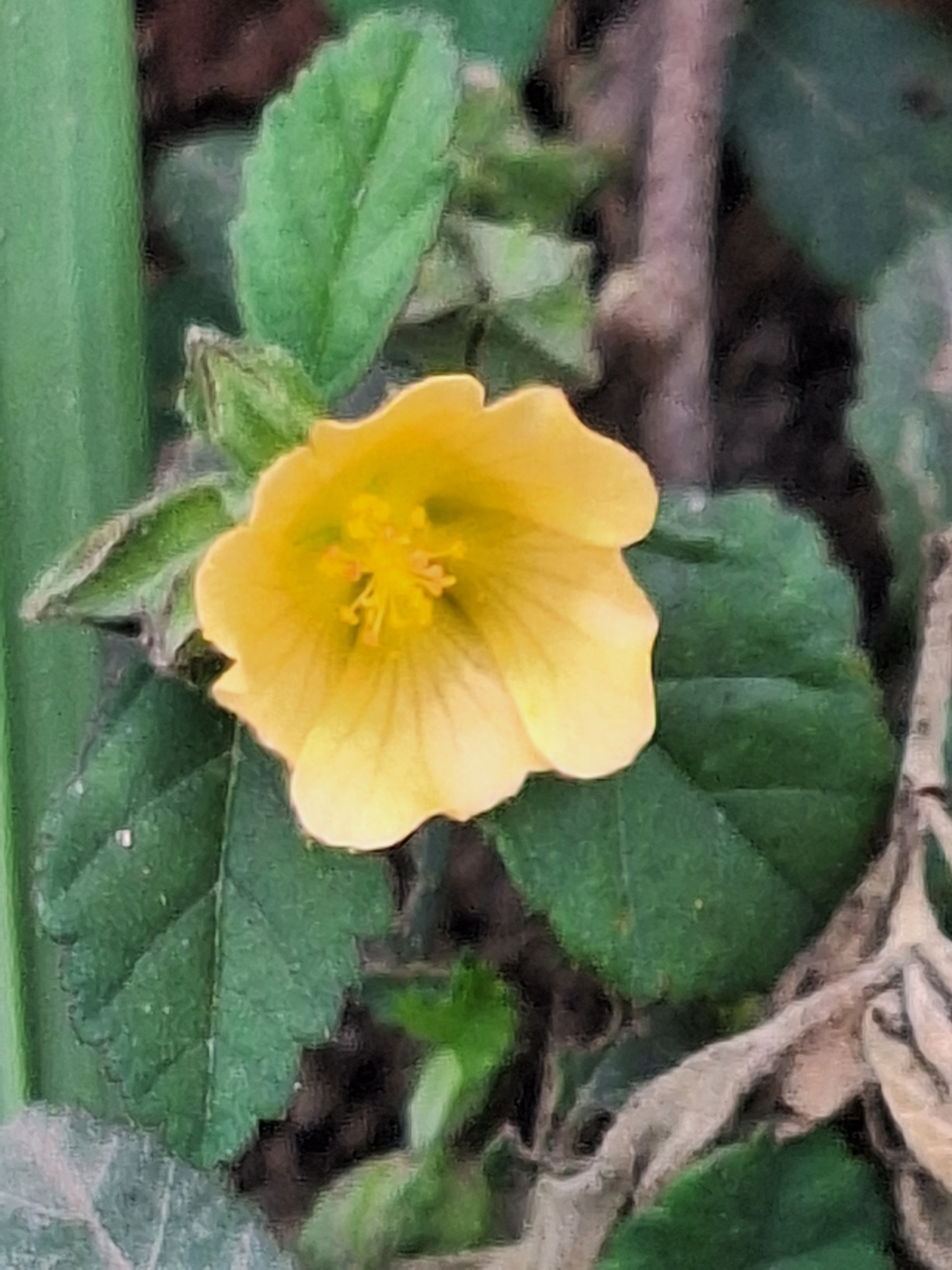 Imagem de Malva-branca