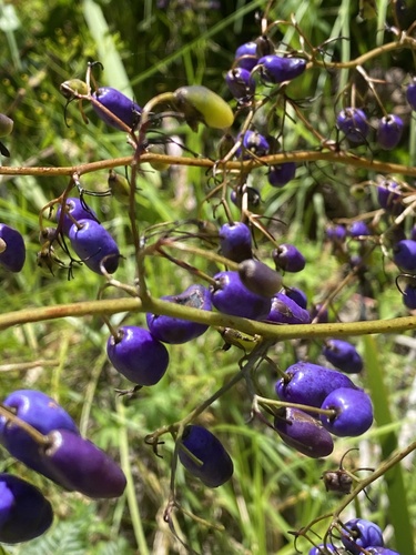 Lírio-da-tasmânia