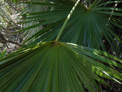 Coccothrinax alta