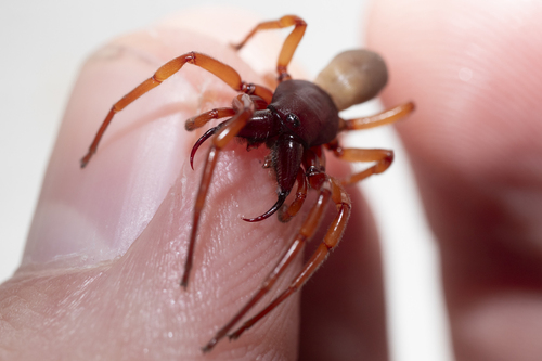 Woodlouse Spider, California, US, photo 8 of 10