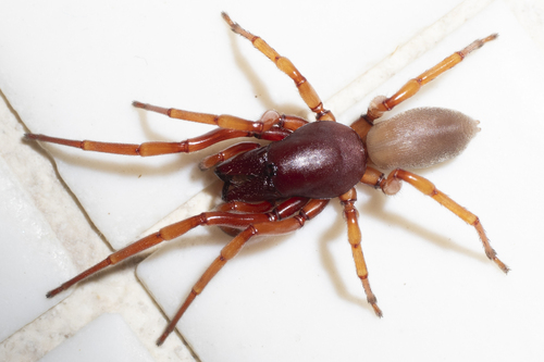 Woodlouse Spider