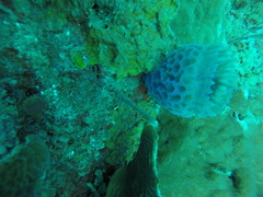 Callyspongia plicifera