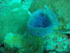 Callyspongia plicifera