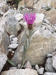 Centaurea uniflora