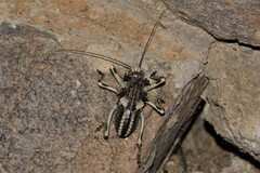 Acanthoproctus