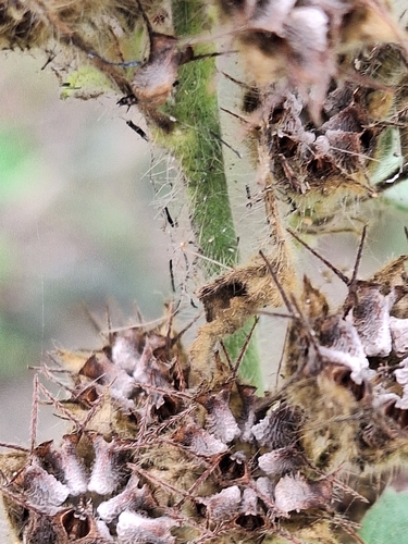 Foto de Malva-branca