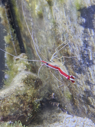 アカシマシラヒゲエビの写真