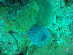 Callyspongia plicifera