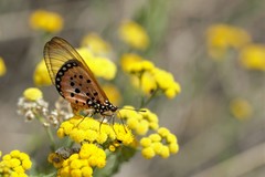 Acraea neobule neobule