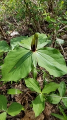 Trillium viridescens