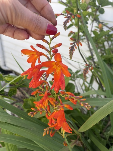 Foto de Montbretia