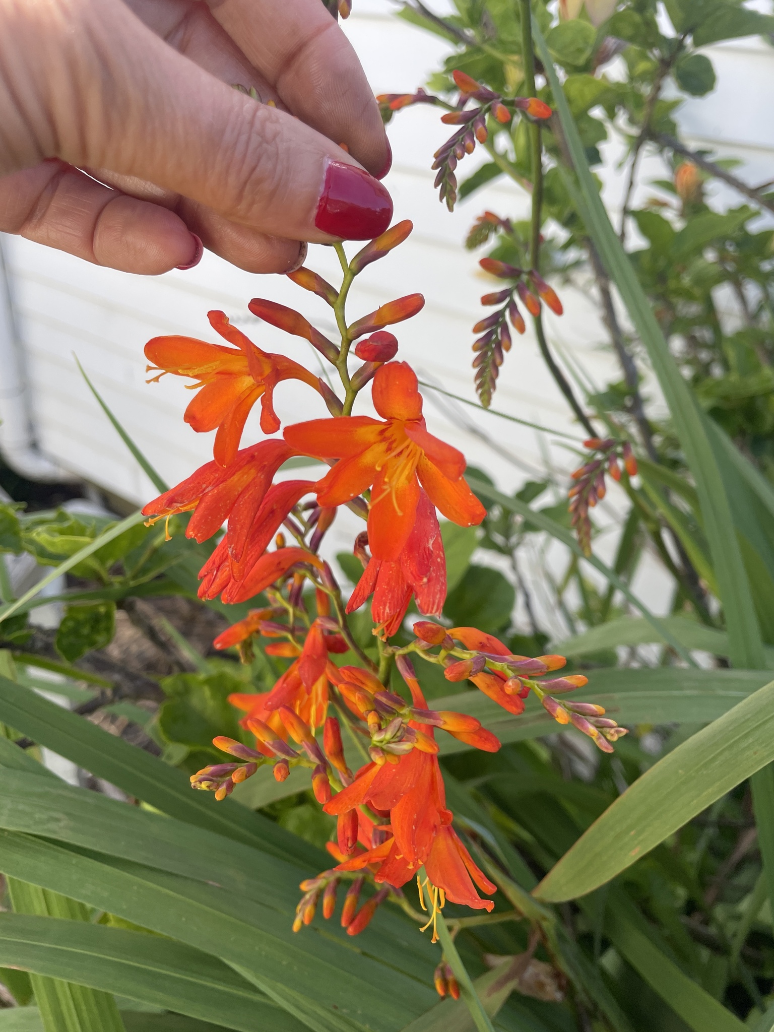 Imagem de Montbretia