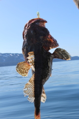Myoxocephalus