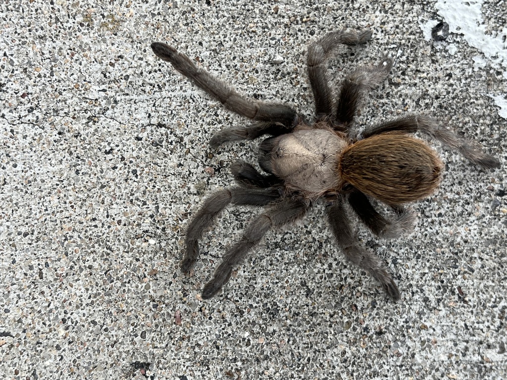 Texas Tan Texas Tan Tarantula from W Loop St, El Campo, TX, US on December 31 ...