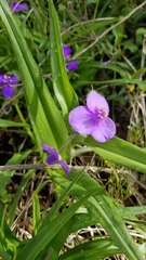 Tradescantia ozarkana