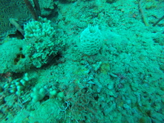 Callyspongia plicifera