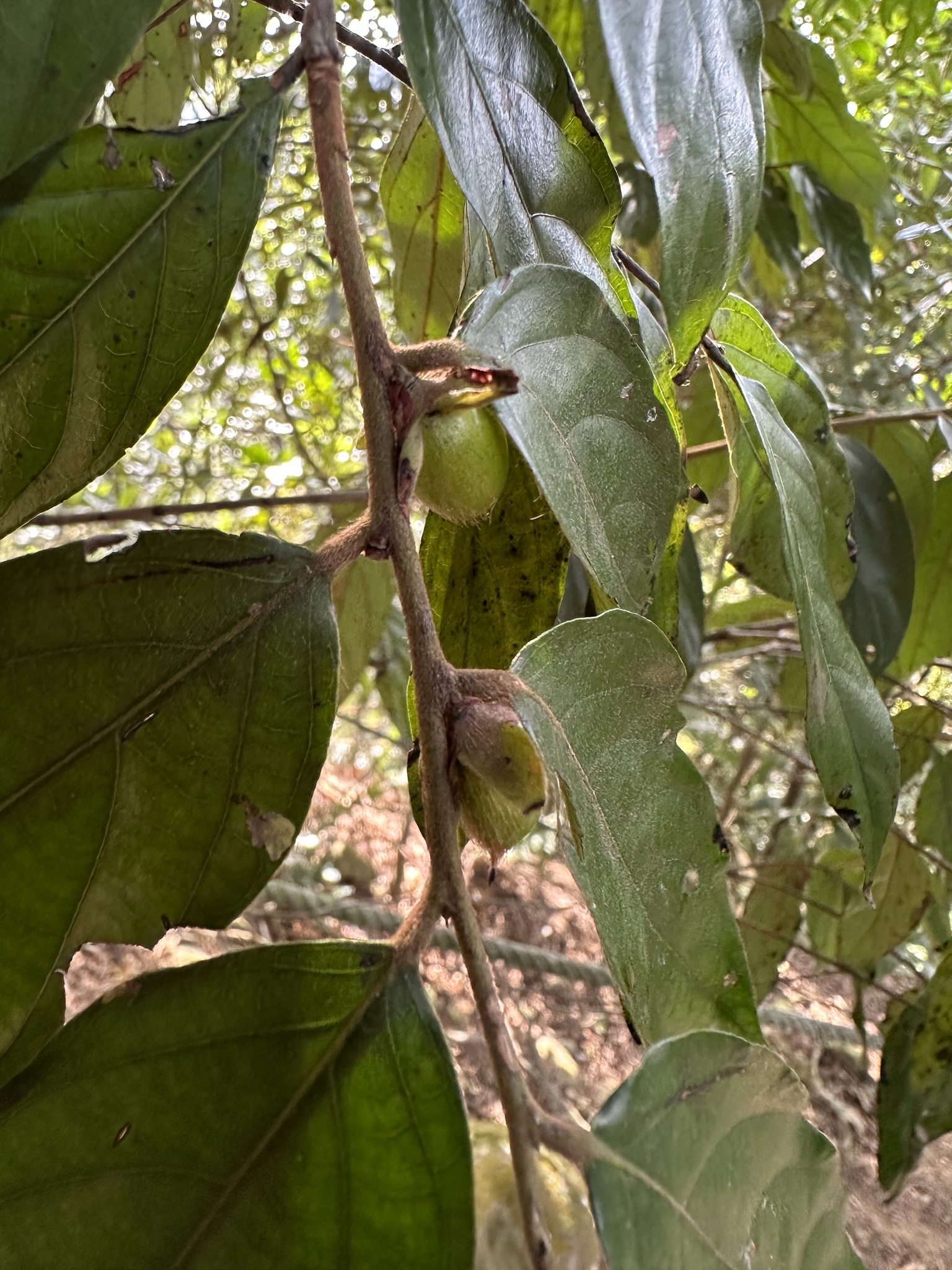 Imagem de Caqui