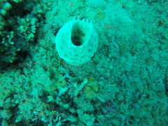 Callyspongia plicifera