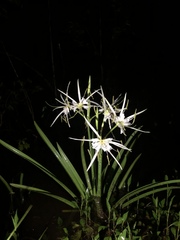 Hymenocallis occidentalis
