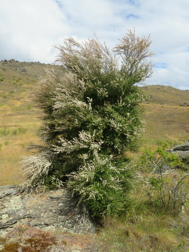 Image of Kunzea serotina by (c) William Harland, some rights reserved (CC BY)
