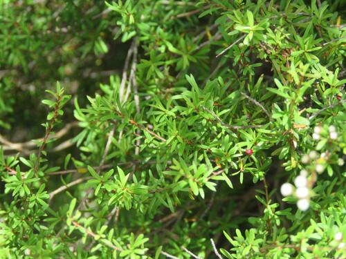 Image of Kunzea serotina by (c) William Harland, some rights reserved (CC BY)