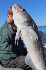 Gadus macrocephalus
