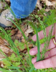 Poa sylvestris