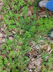 Poa sylvestris