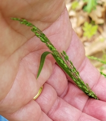 Poa sylvestris