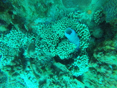 Cribrochalina vasculum