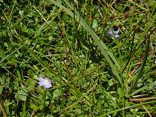 Image of Mazus pumilio by no rights reserved