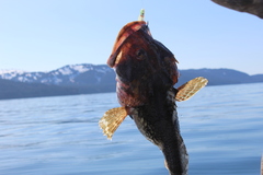 Myoxocephalus