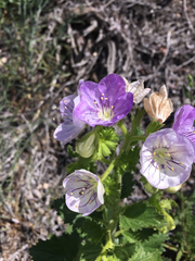 Phacelia grandiflora