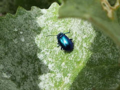 Oreina cacaliae