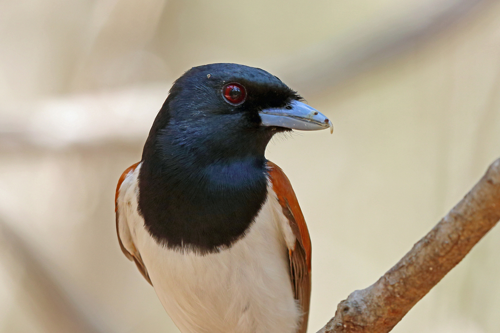 Rufous Vanga photo