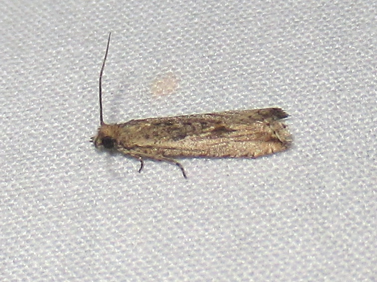 Javelin Moth from Salton Dr., Austin, Travis Co., TX on December 31 ...