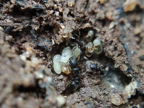 Tetramorium mixtumTetramorium mixtum