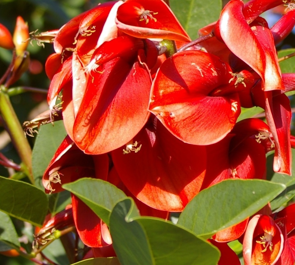 Foto de Corticeira