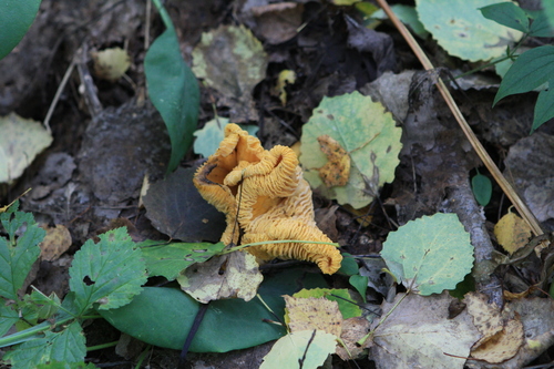 Cantharellus cibarius — (c) Oleg Kosterin, some rights reserved (CC BY)