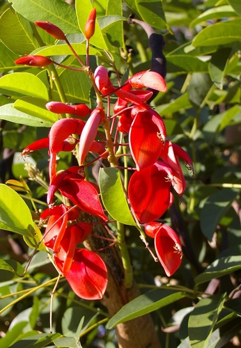 Foto de Corticeira