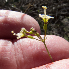 Commicarpus scandens