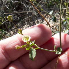 Commicarpus scandens