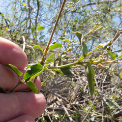 Commicarpus scandens