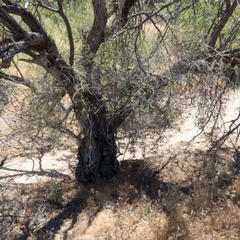 Commicarpus scandens
