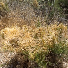 Cuscuta indecora