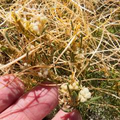 Cuscuta indecora